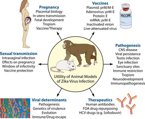 Animal Models Of Zika Virus Infection Pathogenesis And