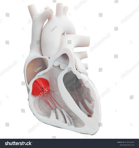 3d Rendered Illustration Heart Valves Tricuspid Stock Illustration