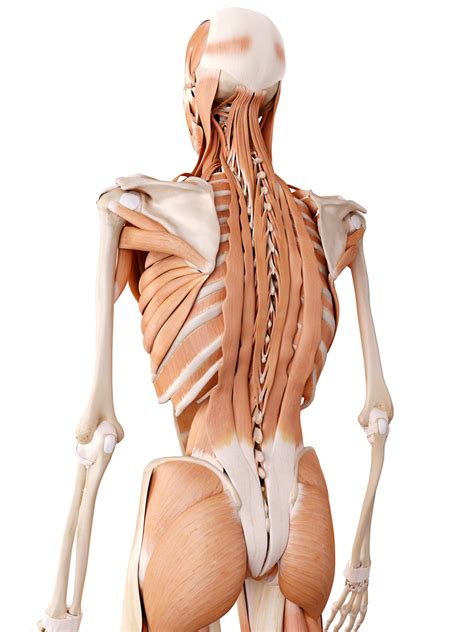 Numerous muscles, ligaments and tendons support the spine, providing it with flexibility and a great range of motion. Muscle and ligament pain in the lower back