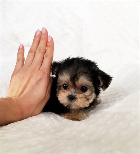 Tiny Teacup Morkie Puppy For Sale Holiday Iheartteacups