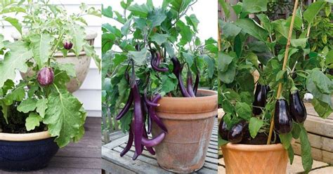 Three Different Types Of Vegetables Growing In Pots On A Porch Or Deck