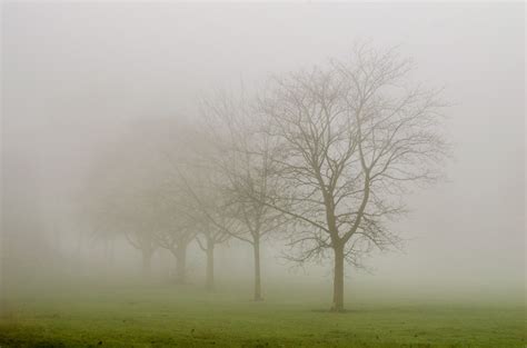 Tree And Fog Free Stock Photo Public Domain Pictures
