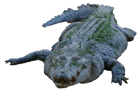 Crocodile Png Image Purepng Free Transparent Cc0 Png Image Library