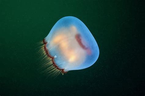 Brown Banded Moon Jellyfish Photograph By Alexander Semenovscience