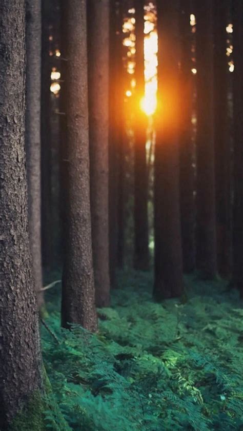 Morning Sunlight Through Forest Trees Iphone Wallpapers Free Download
