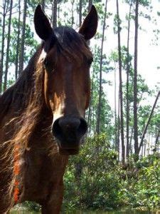 abaco barb ideas horse breeds horses wild horses