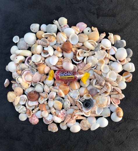 Crafting Shells Assortment Of Florida Mini Seashells 2oz Etsy