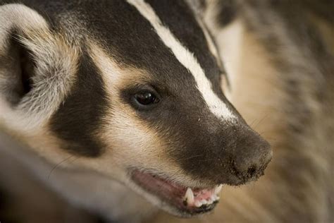 A Hand Raised Badger Bares Its Teeth Photograph By Joel Sartore Honey
