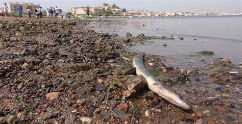 Fotos La terrible degradación del mar Menor en imágenes Sociedad