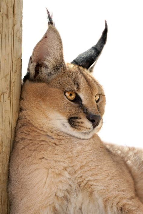 Caracal Cat Stock Photo Image Of Mammal Side Caracal 18649364