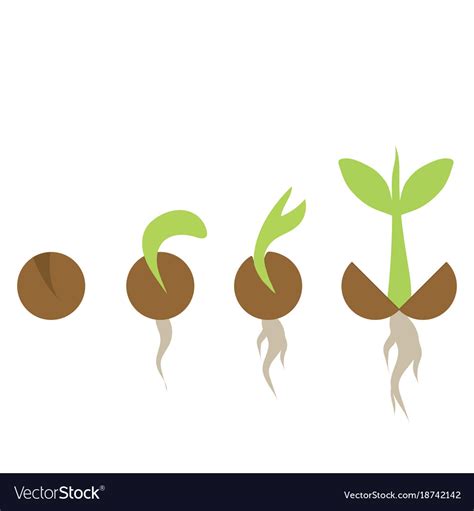Set Of Phases Plant Growth Royalty Free Vector Image