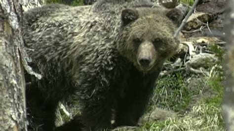 Montana Spring Black Bear Hunting Identification