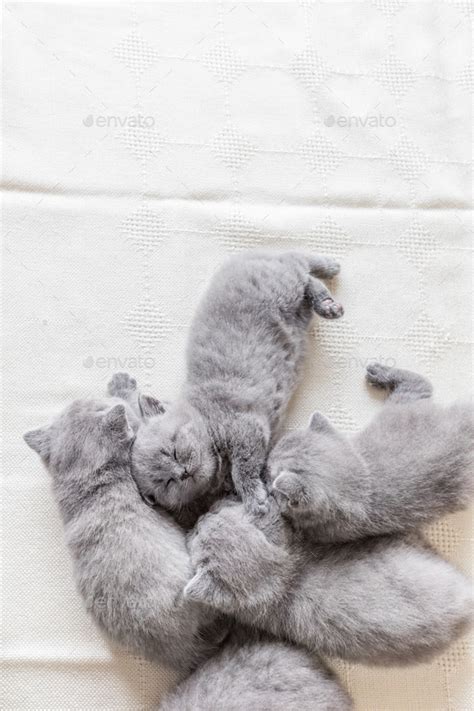 Lovely Grey Baby Cats Sleeping British Shorthair Stock Photo By Photocreo