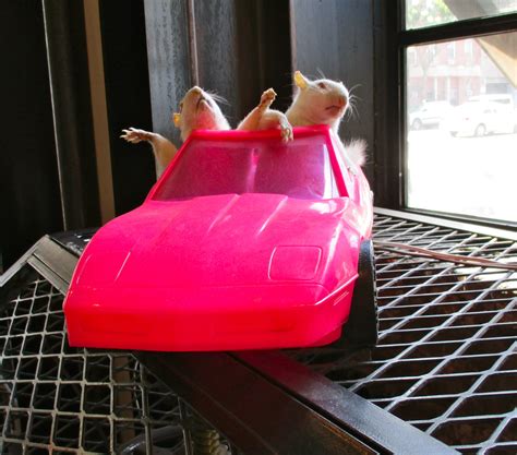 Pink Thing Of The Day Taxidermy Rats Driving A Hot Pink Sports Car