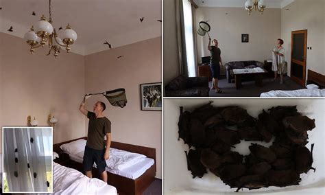 Tourists Are Left Horrified After Waking Up To Find 250 Bats Crawling All Over Their Hotel Room