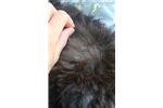 whoodle puppies  sale  reputable dog breeders