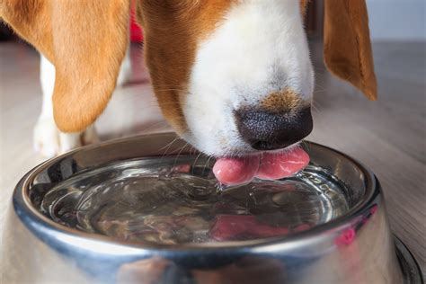 Pets Need Clean Drinking Water Too Heres Why Springwell Water