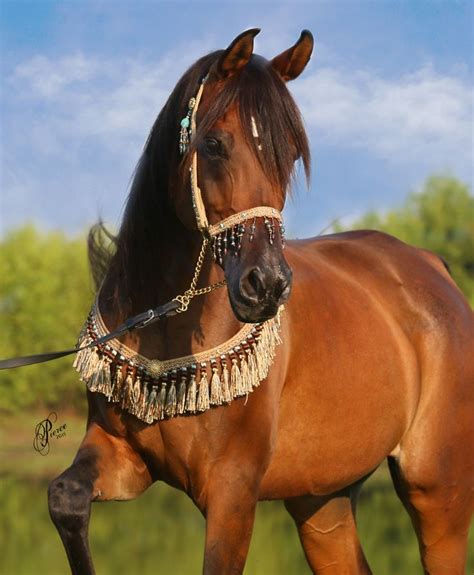 Pin On Fancy Horses