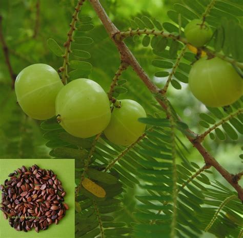 Gooseberry Tree Seed Phyllanthus Emblica Emblic Myrobalan Etsy