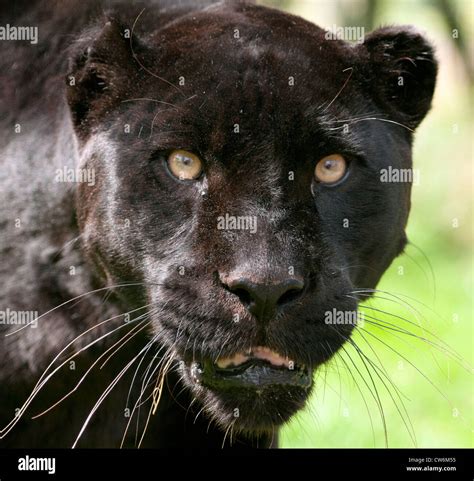 Female Black Jaguar Close Up Stock Photo Alamy