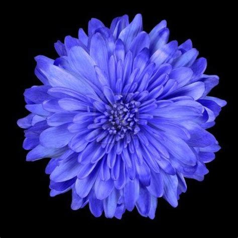 Single Deep Blue Chrysanthemum Flower Isolated Over Black Background