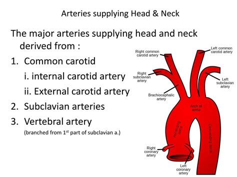 If you have carotid artery disease, the arteries become narrow or blocked. PPT - MAJOR ARTERIES SUPPLYING HEAD AND NECK PowerPoint Presentation, free download - ID:2030083