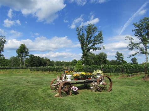 Meet The Grapes Of Sunset Meadow Vineyard Connecticut Ct Wine Trail