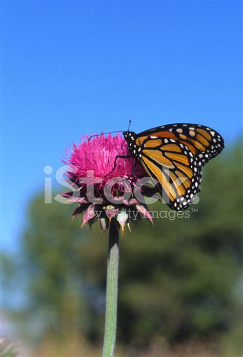 Monarch Butterfly On Thistle Stock Photo Royalty Free Freeimages