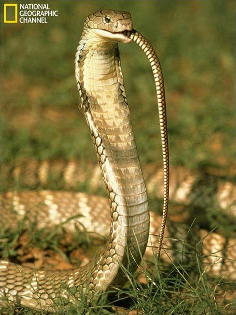 Cute Cobra Taking His Noodles Reptile Snakes King Cobra Snake Wild