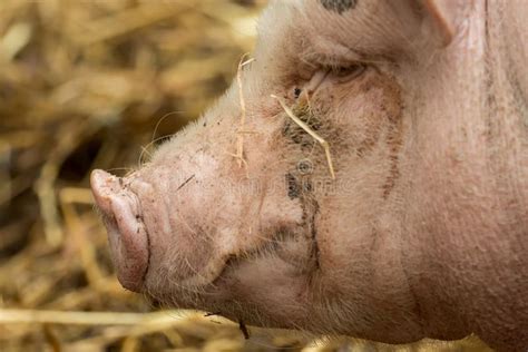 Close Up Of A Snout From The Pig Stock Image Image Of Mammals Happy