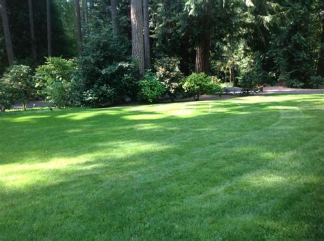 Quick Summer Lawn Care Tips In Harmony Sustainable Landscapes
