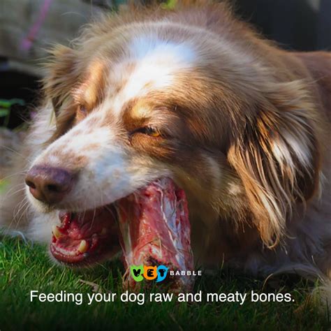Feeding Your Dog Raw Meaty Bones Is It Safe Vetbabble Dogs Dog
