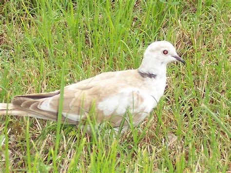 Partial Albinoleucistic Eurasian Collared Dove Thank You Flickr