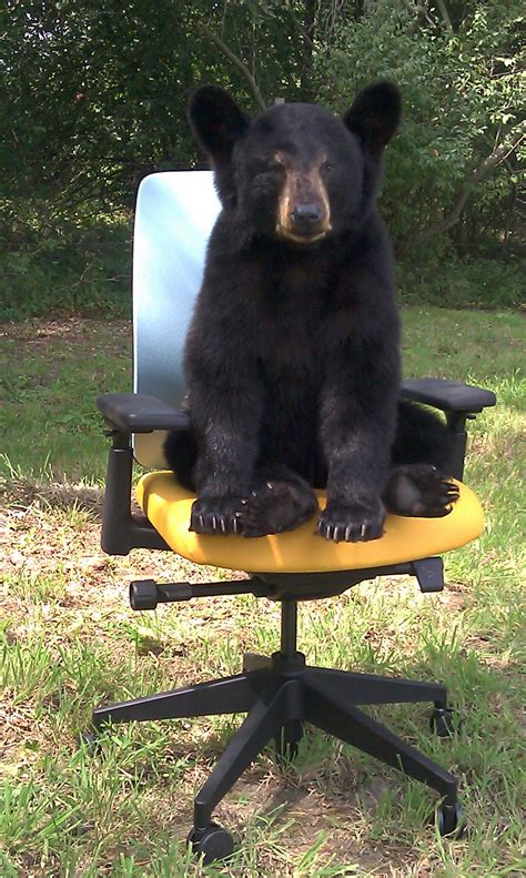 I Feel Lively When Im Bearly Sitting In The Chair Black Bear