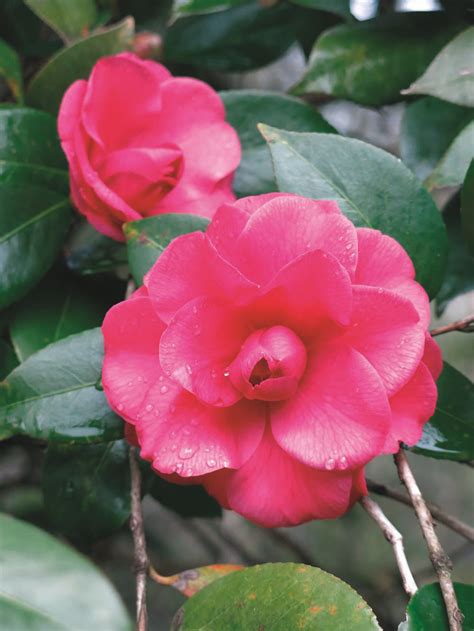 The State Of Camellias How An Asian Import Became Alabamas State