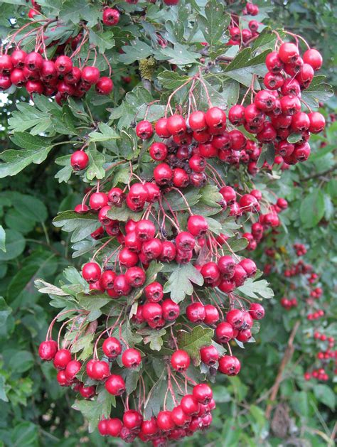 September Hawthorn Berries Hedgerow Hawthorn Berries Near Flickr