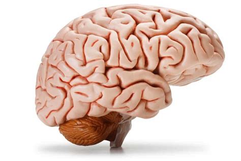 20 Things You Probably Didnt Know About The Human Brain