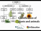 Classification of plants and animals - YouTube