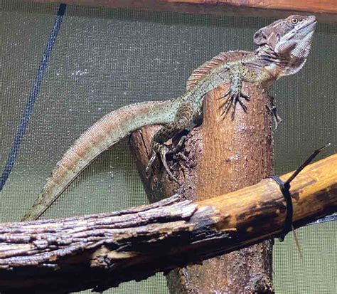 Care And Breeding The Basilisk Lizard Reptiles Magazine