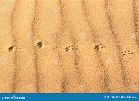 Animal Tracks On Sand Stock Photo Image Of Outdoor 101192494