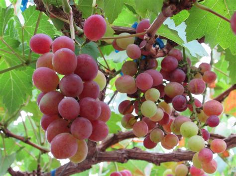 Aku berkesempatan untuk berkunjung ke village grocery. Cerita Bearcat: Perlis : Taman Anggur, Pusat Pertanian ...