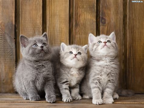 Trzy Małe Kotki