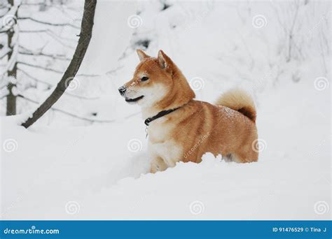 Shiba Inu Playing In The Grass Royalty Free Stock Photography