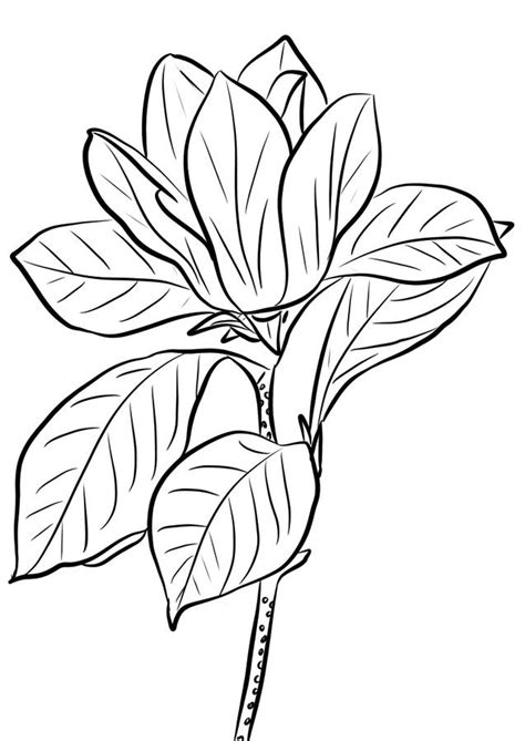 Magnolia conspicua is also known as the yulan. Magnolia Coloring Page at GetColorings.com | Free ...