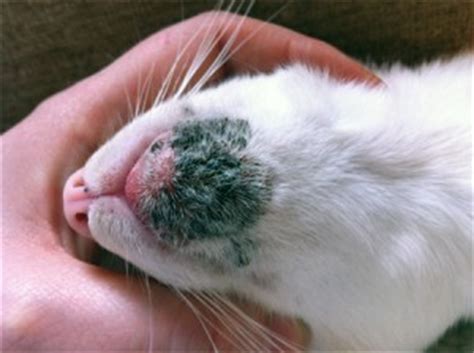 If the blackheads become infected, swollen. Feline Acne Treatment and Cures - Siamese Cats and Kittens