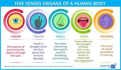 Sense Organs Functions Of Sense Organs How To Care Sense Organs