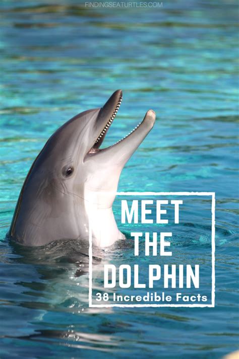 Sealife Spotlight 38 Dolphin Facts You Didnt Know