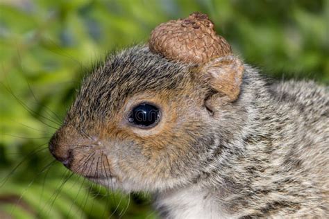 Baby Gray Squirrel Stock Image Image Of Cute Climb 55978087