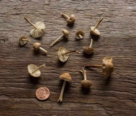 On Hunting Identifying And Cooking Fairy Ring Mushrooms Marasmius