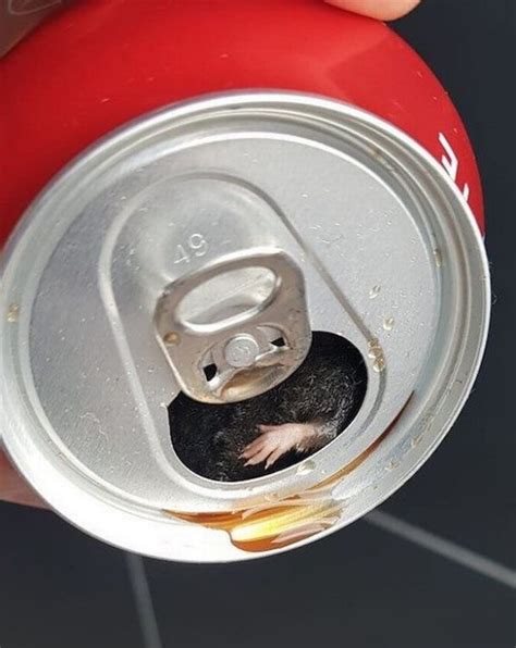 Man Shocked To Find ‘dead Mouse In His Coca Cola Can After Drinking It Whole Watch Video